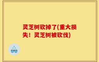灵芝树砍掉了(重大损失！灵芝树被砍伐)