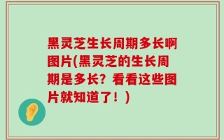黑灵芝生长周期多长啊图片(黑灵芝的生长周期是多长？看看这些图片就知道了！)