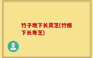 竹子地下长灵芝(竹根下长寿芝)