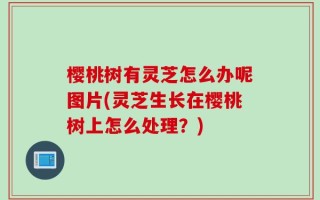 樱桃树有灵芝怎么办呢图片(灵芝生长在樱桃树上怎么处理？)