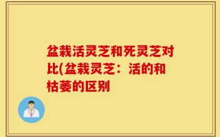 盆栽活灵芝和死灵芝对比(盆栽灵芝：活的和枯萎的区别