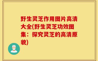 野生灵芝作用图片高清大全(野生灵芝功效图集：探究灵芝的高清原貌)
