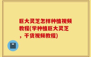 巨大灵芝怎样种植视频教程(学种植巨大灵芝，干货视频教程)