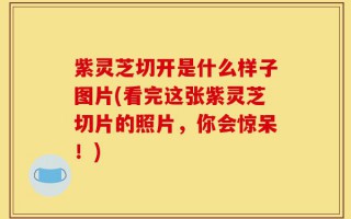 紫灵芝切开是什么样子图片(看完这张紫灵芝切片的照片，你会惊呆！)