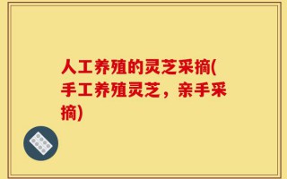 人工养殖的灵芝采摘(手工养殖灵芝，亲手采摘)