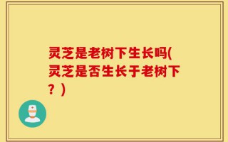 灵芝是老树下生长吗(灵芝是否生长于老树下？)