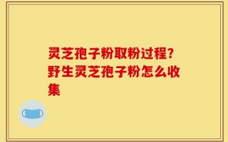 灵芝孢子粉取粉过程？野生灵芝孢子粉怎么收集