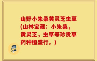 山野小朱桑黄灵芝虫草(山林宝藏：小朱桑，黄灵芝，虫草等珍贵草药种植盛行。)