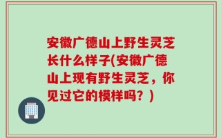 安徽广德山上野生灵芝长什么样子(安徽广德山上现有野生灵芝，你见过它的模样吗？)