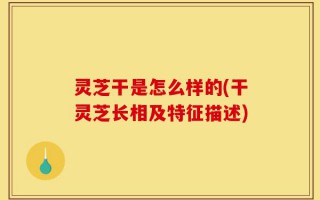 灵芝干是怎么样的(干灵芝长相及特征描述)