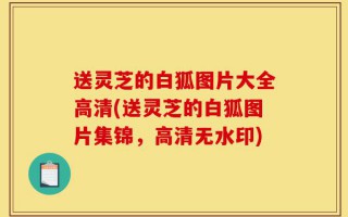 送灵芝的白狐图片大全高清(送灵芝的白狐图片集锦，高清无水印)