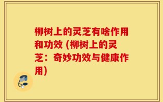 柳树上的灵芝有啥作用和功效 (柳树上的灵芝：奇妙功效与健康作用)