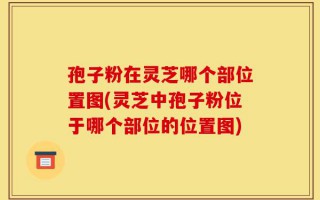 孢子粉在灵芝哪个部位置图(灵芝中孢子粉位于哪个部位的位置图)