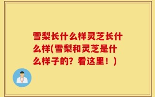 雪梨长什么样灵芝长什么样(雪梨和灵芝是什么样子的？看这里！)