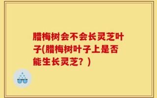 腊梅树会不会长灵芝叶子(腊梅树叶子上是否能生长灵芝？)