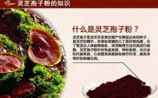 揭示灵芝孢子粉的正确吃法与用量