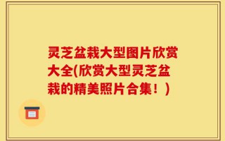 灵芝盆栽大型图片欣赏大全(欣赏大型灵芝盆栽的精美照片合集！)
