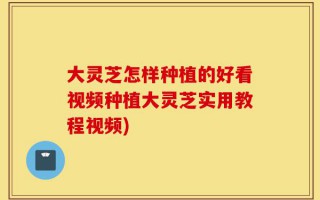 大灵芝怎样种植的好看视频种植大灵芝实用教程视频)