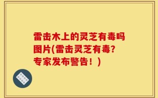 雷击木上的灵芝有毒吗图片(雷击灵芝有毒？专家发布警告！)
