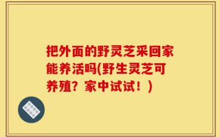 把外面的野灵芝采回家能养活吗(野生灵芝可养殖？家中试试！)