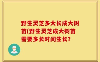 野生灵芝多大长成大树苗(野生灵芝成大树苗需要多长时间生长？