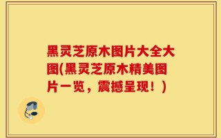 黑灵芝原木图片大全大图(黑灵芝原木精美图片一览，震撼呈现！)