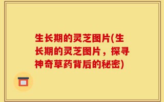 生长期的灵芝图片(生长期的灵芝图片，探寻神奇草药背后的秘密)