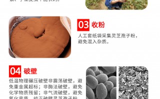 灵芝孢子油哪种品牌最好？这三个因素决定着灵芝孢子油的质量