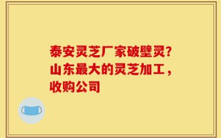 泰安灵芝厂家破壁灵？山东最大的灵芝加工，收购公司