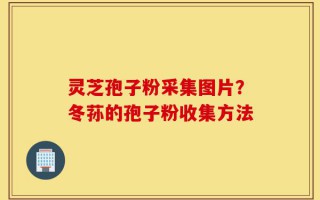 灵芝孢子粉采集图片？冬荪的孢子粉收集方法