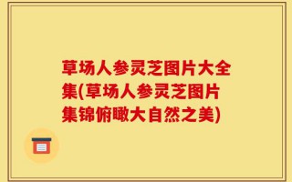 草场人参灵芝图片大全集(草场人参灵芝图片集锦俯瞰大自然之美)