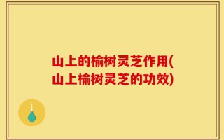 山上的榆树灵芝作用(山上榆树灵芝的功效)