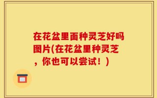在花盆里面种灵芝好吗图片(在花盆里种灵芝，你也可以尝试！)