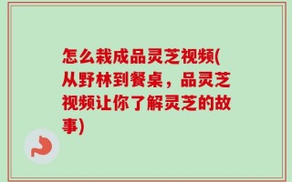 怎么栽成品灵芝视频(从野林到餐桌，品灵芝视频让你了解灵芝的故事)