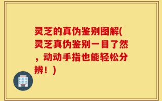 灵芝的真伪鉴别图解(灵芝真伪鉴别一目了然，动动手指也能轻松分辨！)