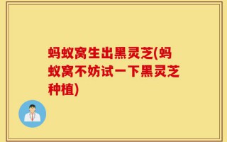 蚂蚁窝生出黑灵芝(蚂蚁窝不妨试一下黑灵芝种植)