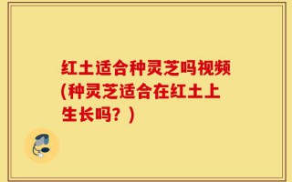 红土适合种灵芝吗视频(种灵芝适合在红土上生长吗？)