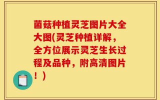 菌菇种植灵芝图片大全大图(灵芝种植详解，全方位展示灵芝生长过程及品种，附高清图片！)