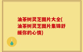 油茶树灵芝图片大全(油茶树灵芝图片集锦舒缓你的心情)
