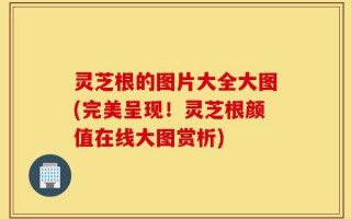 灵芝根的图片大全大图(完美呈现！灵芝根颜值在线大图赏析)