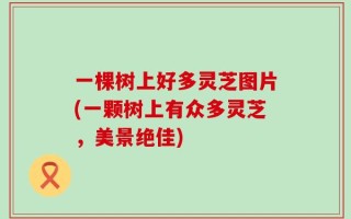 一棵树上好多灵芝图片(一颗树上有众多灵芝，美景绝佳)