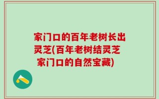家门口的百年老树长出灵芝(百年老树结灵芝 家门口的自然宝藏)