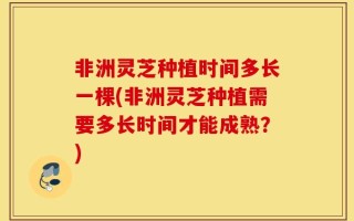 非洲灵芝种植时间多长一棵(非洲灵芝种植需要多长时间才能成熟？)