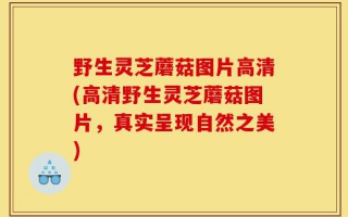 野生灵芝蘑菇图片高清(高清野生灵芝蘑菇图片，真实呈现自然之美)