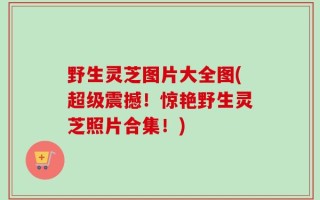 野生灵芝图片大全图(超级震撼！惊艳野生灵芝照片合集！)