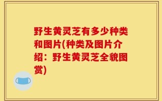 野生黄灵芝有多少种类和图片(种类及图片介绍：野生黄灵芝全貌图赏)