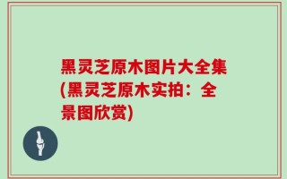 黑灵芝原木图片大全集(黑灵芝原木实拍：全景图欣赏)