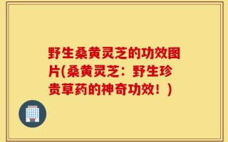 野生桑黄灵芝的功效图片(桑黄灵芝：野生珍贵草药的神奇功效！)