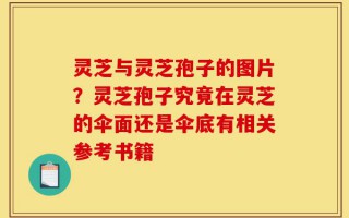 灵芝与灵芝孢子的图片？灵芝孢子究竟在灵芝的伞面还是伞底有相关参考书籍