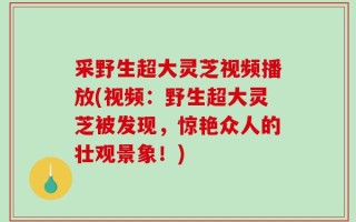 采野生超大灵芝视频播放(视频：野生超大灵芝被发现，惊艳众人的壮观景象！)